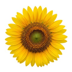 A vibrant, fully bloomed sunflower displays its bright yellow petals and dark brown center against a stark white background.