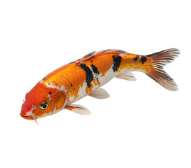 Vibrant koi, silver-scaled carp, and flowing betta fish isolated on transparent or white backgrounds, perfect for aquarium, pond, or ornamental fish visuals in clean high-res PNG format.

