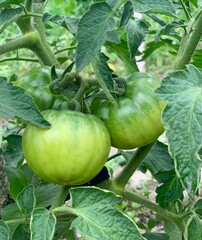 Tomatoes ripen in the garden.