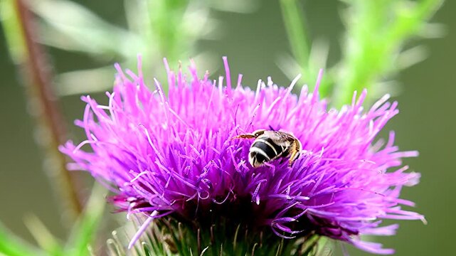 bee on flower of a thistle in summer in Germany, macro view of an halictus species, diving into the flower