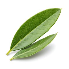 Obraz premium 緑葉のささやき