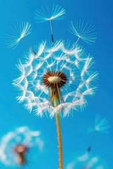 Dandelion seeds in the wind against a clear blue sky. Great for health posters, nature campaigns, seasonal illustrations and botanical themed designs.