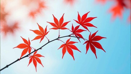 Delicate red leaves of a Japanese maple tree branch against a clear blue sky. Great for seasonal backdrops, nature posters, greeting cards and spa branding.
