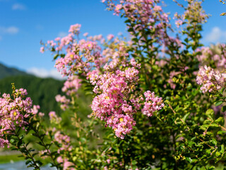 美山かやぶきの里に咲く百日紅の花