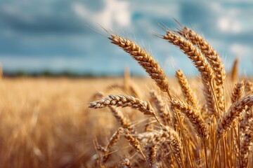 Fototapeta premium Golden wheat field under bright sky, showcasing open with peaceful rural background 