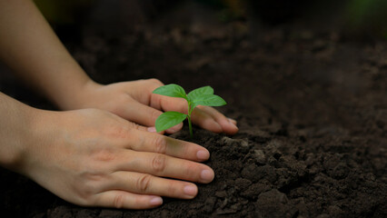 Sustainable Environment Concept, Human Hand Planting Trees Are Growing, Save Our World, World Environment Day, Sustainable Environment Of The World