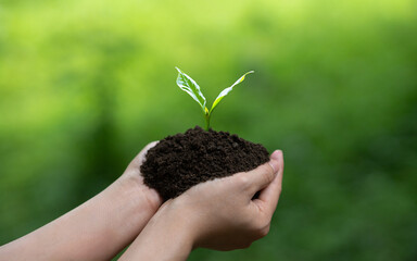 Sustainable Environment Concept, Human Hand Planting Trees Are Growing, Save Our World, World Environment Day, Sustainable Environment Of The World