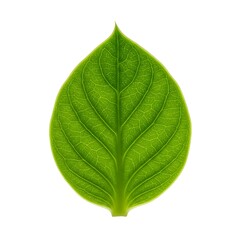 Obraz premium 葉脈の詩