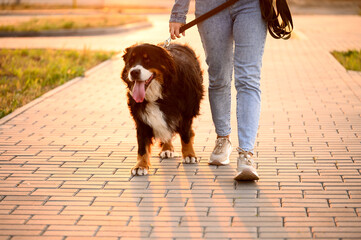 Owner walks on sidewalk holding Bernese Mountain Dog on leash next to her, close-up. Dog walks with...