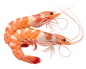 A close up view of two cooked shrimp with long antennae isolated on a black background in high resolution