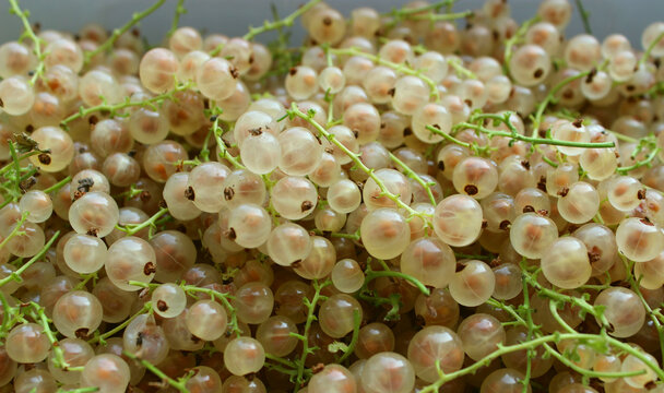 Heap of ripe domestic white currant berries on a stalks closeup view