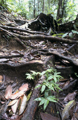 Guyane-forêt tropicale-paysages-plage