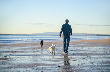 People walking dogs on Milford Beach. Auckland.