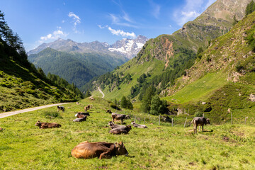 Wanderweg zur Timmelsalm beim Timmelsjoch, Südtirol