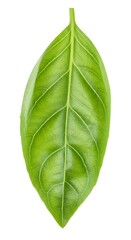 Obraz premium 葉脈のささやき