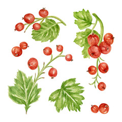 A collection of hand-drawn watercolor red currant berries. Sweet dishes, menu decorations, and packaging for berry tea and desserts. A clipart for festive decoration and card design.