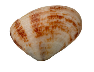texture and surface of clam shell isolate on white