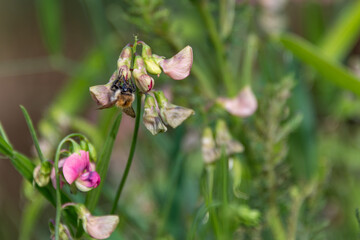 With its proboscis visible, a bee feeding on a wild pea with copy space.