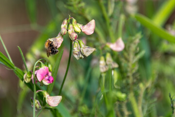 A honeybee feeding on a pea plant with its head buried in the flower. Copy space.