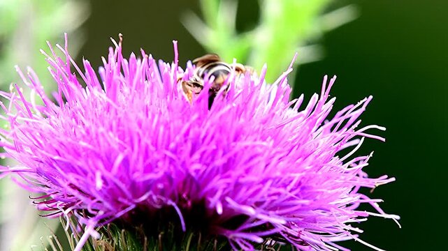 bee on flower of a thistle in summer in Germany, macro view of an halictus species, diving into the flower
