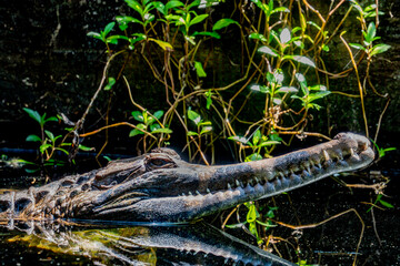 The false gharial. A freshwater crocodilian native to Malaysia, Borneo, Sumatra, and Java.
It is dark reddish-brown above with dark brown or black spots and cross-bands on the back
