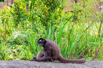 The closeup image of a Brown spider monkey. It is a critically endangered species of spider monkey,...