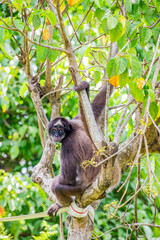 The closeup image of a Brown spider monkey. It is a critically endangered species of spider monkey, a type of New World monkey, from forests in northern Colombia and northwestern Venezuela.