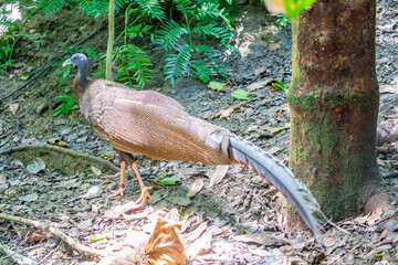 A male great argus (Argusianus argus), which is a species of pheasant from Southeast Asia.
A...