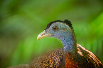 A male great argus (Argusianus argus), which is a species of pheasant from Southeast Asia.
A brown-plumaged pheasant with a blue head and neck, rufous red upper breast, black hair-like feathers.