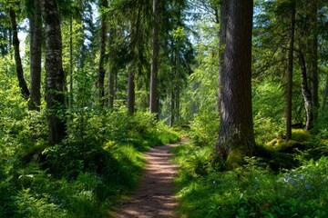 Fototapeta premium Forest nature trail surrounded by vibrant green trees