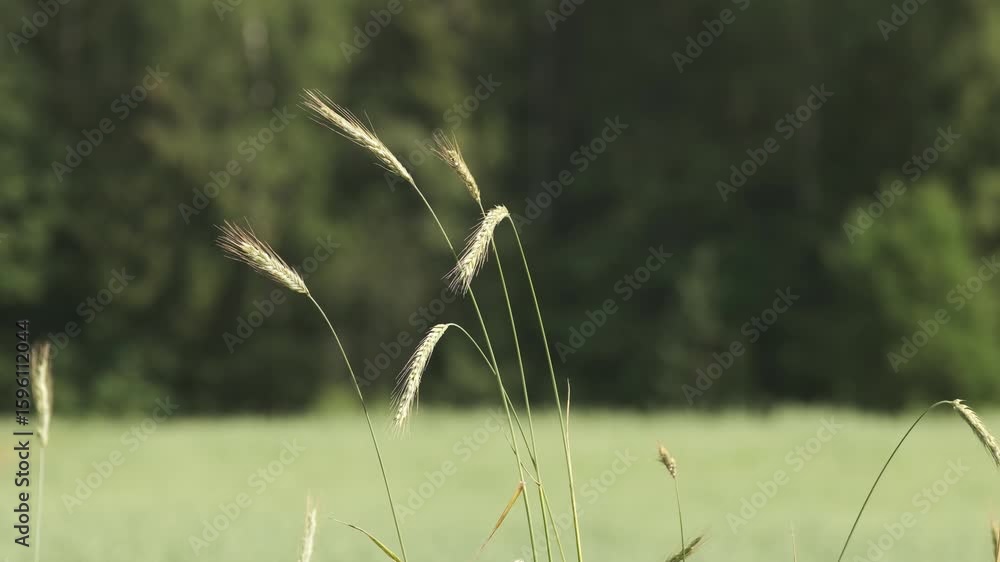 Poster ears of wheat sway in the wind against the backdrop of a field and forest