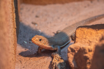 The Sudan plated lizard (Broadleysaurus major)  is a medium-sized, diurnal African lizard.
This species is easily recognised by its heavily armored appearance. 