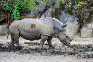 The white rhinoceros (Ceratotherium simum) is the largest extant species of rhinoceros. It has a wide mouth used for grazing and is the most social of all rhino species.