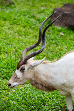 The addax (Addax nasomaculatus) is an antelope of the genus Addax, that lives in the Sahara desert.  This pale antelope has long, twisted horns.
A critically endangered species of antelope.