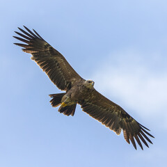 Obraz premium Lesser Spotted Eagle in flight cose up