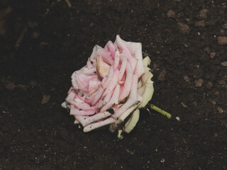 Faded Pink and White Rose Lying on Dark, Moist Ground