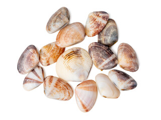 The group of clam shells are scattered on a white background.