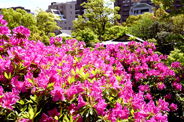 神戸相楽園、ツツジ百花繚乱