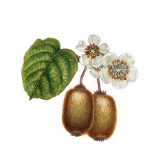 Flowering curved branches with white flowers, green leaves, brown fruit. Watercolor botanical clipart of tropical kiwi for garden design, interior, jams, drinks, healthy food, textiles
