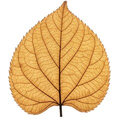 秋の静寂 (Aki no Shijaku)