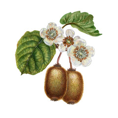 Flowering curved branches with white flowers, green leaves, brown fruit. Watercolor botanical clipart of tropical kiwi for garden design, interior, jams, drinks, healthy food, textiles