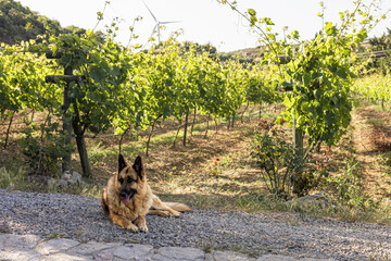 A German Shepherd dog rests on a gravel path in a vineyard in Turkiye. Lush green grapevines...