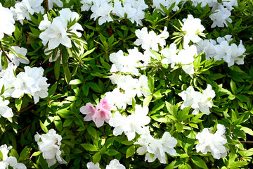 神戸相楽園、ツツジ百花繚乱