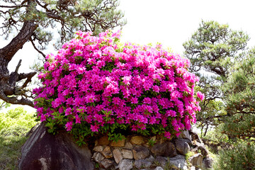 Naklejka premium 神戸、相楽園のツツジ百花繚乱