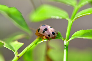 Close-up of ladybug on green leaf