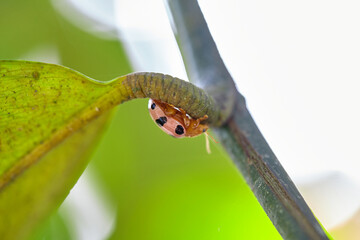 Close-up of ladybug on green leaf