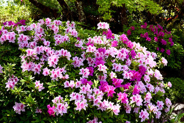 神戸、相楽園のツツジ百花繚乱