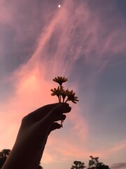 Hand Holding Yellow Flowers At Sunset