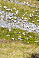 Sheep graze peacefully on grassy, rocky mountain slopes scattered with bushes under a partly cloudy...