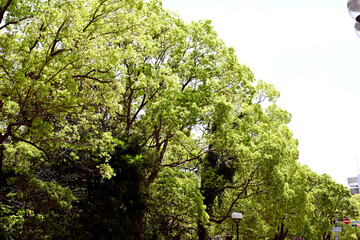 神戸、相楽園のツツジ百花繚乱